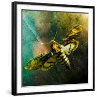 Moth Moments-Clive Nolan-Framed Photographic Print