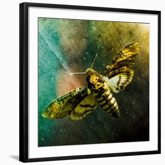 Moth Moments-Clive Nolan-Framed Photographic Print