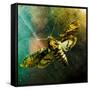 Moth Moments-Clive Nolan-Framed Stretched Canvas