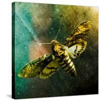 Moth Moments-Clive Nolan-Stretched Canvas