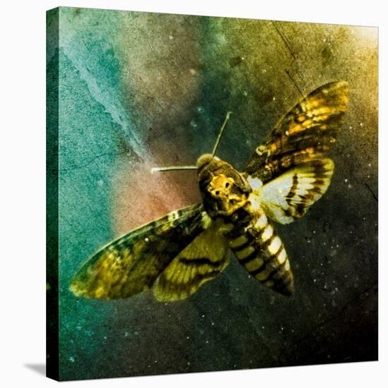 Moth Moments-Clive Nolan-Stretched Canvas