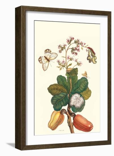 Moth on Cashew Apple-Maria Sibylla Merian-Framed Art Print