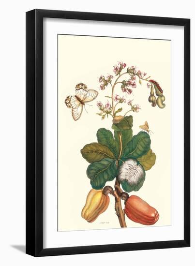 Moth on Cashew Apple-Maria Sibylla Merian-Framed Art Print