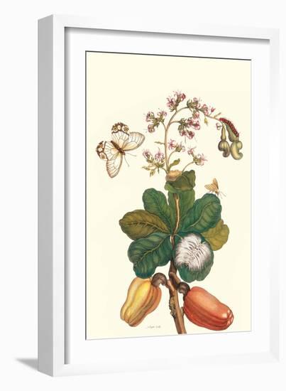 Moth on Cashew Apple-Maria Sibylla Merian-Framed Art Print