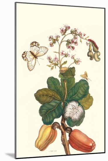 Moth on Cashew Apple-Maria Sibylla Merian-Mounted Art Print