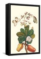 Moth on Cashew Apple-Maria Sibylla Merian-Framed Stretched Canvas