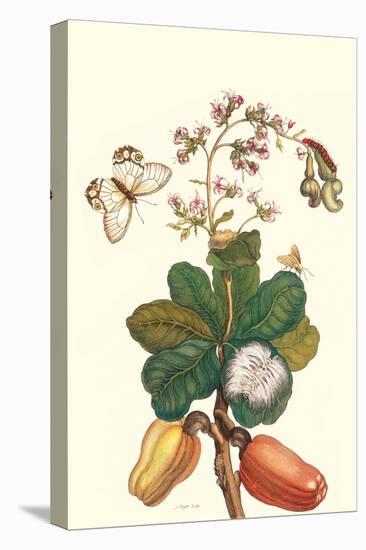 Moth on Cashew Apple-Maria Sibylla Merian-Stretched Canvas