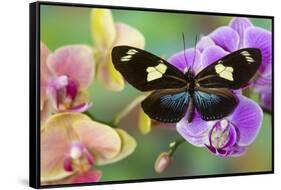 Moth orchid, Phalaenopsis and Heliconius sapho butterfly-Darrell Gulin-Framed Stretched Canvas