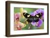 Moth orchid, Phalaenopsis and Heliconius sapho butterfly-Darrell Gulin-Framed Photographic Print