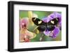 Moth orchid, Phalaenopsis and Heliconius sapho butterfly-Darrell Gulin-Framed Photographic Print