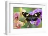 Moth orchid, Phalaenopsis and Heliconius sapho butterfly-Darrell Gulin-Framed Photographic Print