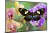 Moth orchid, Phalaenopsis and Heliconius sapho butterfly-Darrell Gulin-Mounted Photographic Print