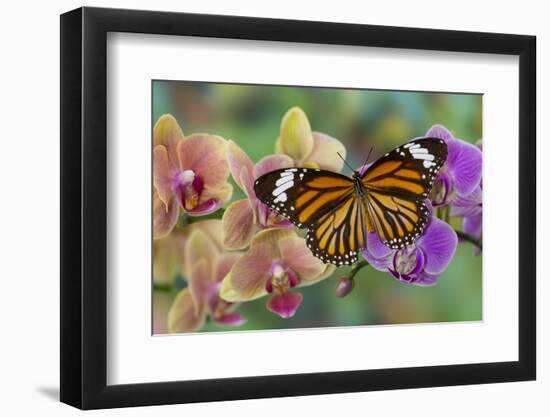 Moth orchid phalaenopsis and monarch butterfly-Darrell Gulin-Framed Premium Photographic Print