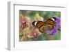 Moth orchid phalaenopsis and monarch butterfly-Darrell Gulin-Framed Premium Photographic Print