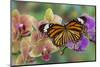 Moth orchid phalaenopsis and monarch butterfly-Darrell Gulin-Mounted Premium Photographic Print