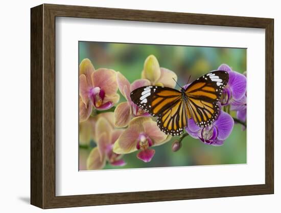 Moth orchid phalaenopsis and monarch butterfly-Darrell Gulin-Framed Photographic Print
