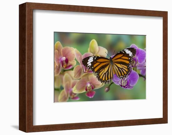 Moth orchid phalaenopsis and monarch butterfly-Darrell Gulin-Framed Photographic Print