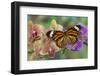 Moth orchid phalaenopsis and monarch butterfly-Darrell Gulin-Framed Photographic Print