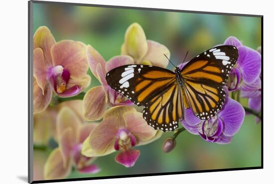 Moth orchid phalaenopsis and monarch butterfly-Darrell Gulin-Mounted Photographic Print