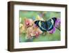 Moth orchid, Phalaenopsis and tropical blue Panacea procilla butterfly-Darrell Gulin-Framed Photographic Print