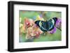 Moth orchid, Phalaenopsis and tropical blue Panacea procilla butterfly-Darrell Gulin-Framed Photographic Print