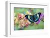 Moth orchid, Phalaenopsis and tropical blue Panacea procilla butterfly-Darrell Gulin-Framed Photographic Print