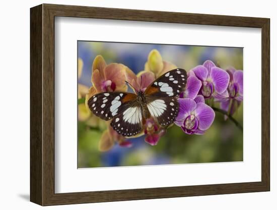 Moth orchid, Phalaenopsis and tropical butterfly, Euxanthe wakefieldi-Darrell Gulin-Framed Photographic Print