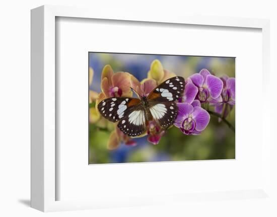 Moth orchid, Phalaenopsis and tropical butterfly, Euxanthe wakefieldi-Darrell Gulin-Framed Photographic Print