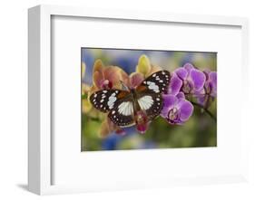 Moth orchid, Phalaenopsis and tropical butterfly, Euxanthe wakefieldi-Darrell Gulin-Framed Photographic Print