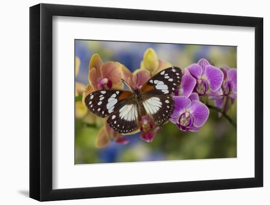 Moth orchid, Phalaenopsis and tropical butterfly, Euxanthe wakefieldi-Darrell Gulin-Framed Photographic Print