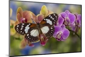 Moth orchid, Phalaenopsis and tropical butterfly, Euxanthe wakefieldi-Darrell Gulin-Mounted Photographic Print