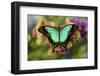 Moth orchid phalaenopsis and tropical butterfly, Papilio larquinianus-Darrell Gulin-Framed Photographic Print