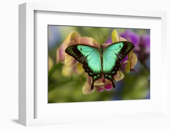 Moth orchid phalaenopsis and tropical butterfly, Papilio larquinianus-Darrell Gulin-Framed Photographic Print