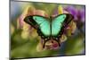 Moth orchid phalaenopsis and tropical butterfly, Papilio larquinianus-Darrell Gulin-Mounted Photographic Print