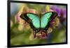 Moth orchid phalaenopsis and tropical butterfly, Papilio larquinianus-Darrell Gulin-Framed Photographic Print