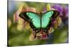 Moth orchid phalaenopsis and tropical butterfly, Papilio larquinianus-Darrell Gulin-Stretched Canvas