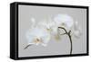 Moth Orchid (Phalaenopsis) Epiphyte-null-Framed Stretched Canvas