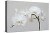 Moth Orchid (Phalaenopsis) Epiphyte-null-Stretched Canvas