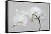 Moth Orchid (Phalaenopsis) Epiphyte-null-Framed Stretched Canvas