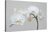 Moth Orchid (Phalaenopsis) Epiphyte-null-Stretched Canvas