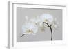 Moth Orchid (Phalaenopsis) Epiphyte-null-Framed Photographic Print