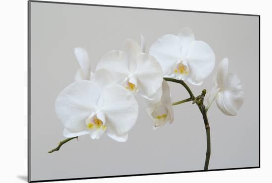 Moth Orchid (Phalaenopsis) Epiphyte-null-Mounted Photographic Print