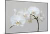 Moth Orchid (Phalaenopsis) Epiphyte-null-Mounted Photographic Print