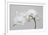 Moth Orchid (Phalaenopsis) Epiphyte-null-Framed Photographic Print