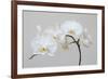 Moth Orchid (Phalaenopsis) Epiphyte-null-Framed Photographic Print