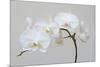Moth Orchid (Phalaenopsis) Epiphyte-null-Mounted Photographic Print