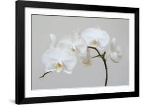 Moth Orchid (Phalaenopsis) Epiphyte-null-Framed Photographic Print