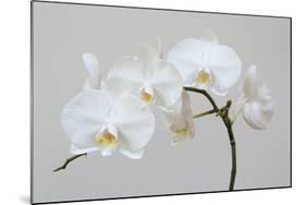 Moth Orchid (Phalaenopsis) Epiphyte-null-Mounted Photographic Print