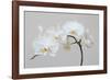 Moth Orchid (Phalaenopsis) Epiphyte-null-Framed Photographic Print