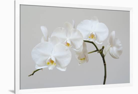 Moth Orchid (Phalaenopsis) Epiphyte-null-Framed Photographic Print